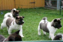 Full pedigree Akita puppies.