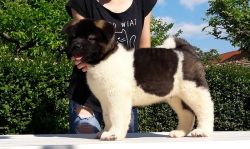 Boys and girls Akita puppies for sale