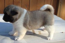 good looking Akita dogs ready for home now.
