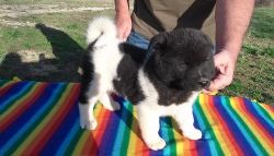 Health Akita puppies For Sale