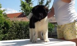 Top Quality Akita Puppies For Sale