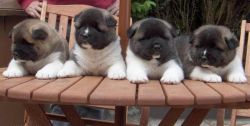 Purebred and Standard American Akita Puppies