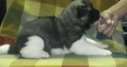 Male and Female akita puppies available