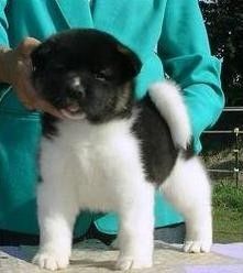 Cute Akita Puppies for Adoption