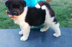 Affectionate Akita Puppies For Sale