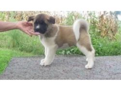 Male and Female Akita puppies For Adoption.