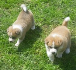 Akita Puppies 1 Boy And 1 Girl