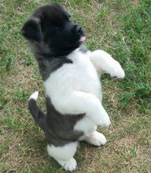 Akita pups available now