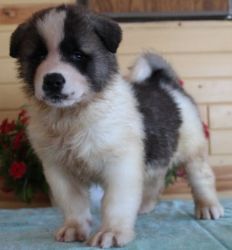 Akita puppies ready for sale now