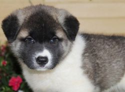 Akita pups available for sale