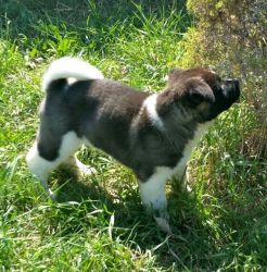 Akita puppies available for sale