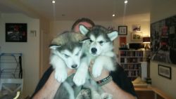 Home Raised Alaskan Malamute Puppies for Sale