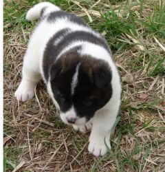Cute Japanese Akita Puppies for Sale
