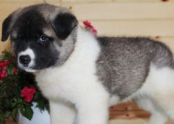 Adorable M/F Akita Puppies Ready To Go Home