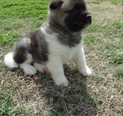 Japanese Akita Puppies for Sale