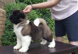 Gorgeous Akita Pup