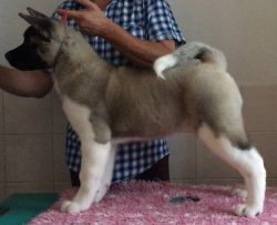 Akita Puppy Bitch,fully Vaccinted And Microchipped