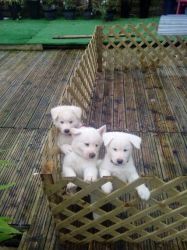 Large breed 8 weeks old female fully white american Akita ready to go