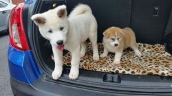American Akita Puppy For Sale