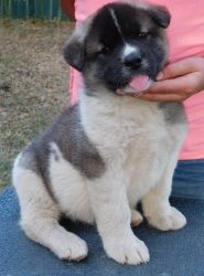 Adorable Akita puppies are registered AKC