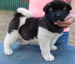 Very cute and lovable Akita puppies