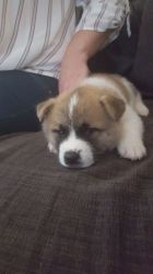 Adorable Home raised Akita pups available now for sale