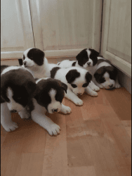 Adorable Akita Puppies Available
