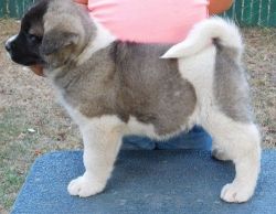 Adorable Akita Puppies For Sale