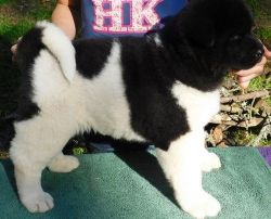 Affectionate Akita Puppies Available For Sale