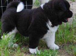 Well Socialized Akita Puppies For Sale