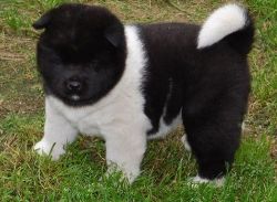 Stunning Akita Puppies For Sale