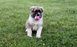 Adorable akita puppies for rehoming .