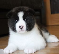 Cute Akita Puppies Available Now For Sale