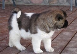 Playful Male and Female Akita Puppies For Sale
