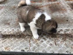 Akita puppies for sale along with all toys and papers