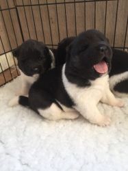 cute akita puppies for sale