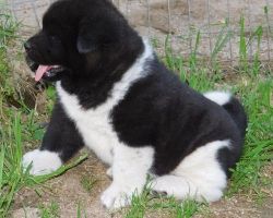 AKC Akita Puppies For Sale.