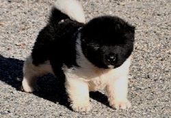 Two beautiful litters of Akita puppies. Champion bloodlines