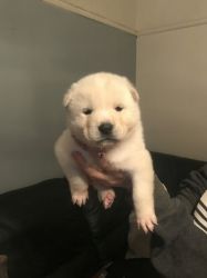 Cute Akita Puppies for sale