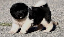 Lovely M/F Akita puppies ready now for any good home.