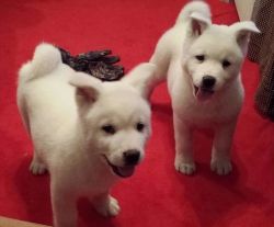 White Akita puppies ready now. Text (xxx) xxx-xxx7