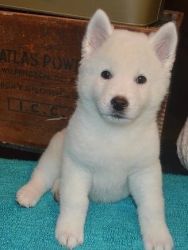 Beautiful Akita puppies for sale