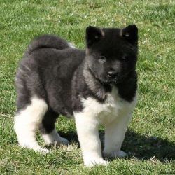 akita puppies ready for sale