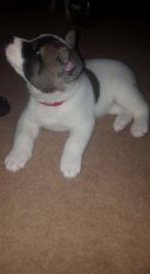 X-MASS Akita Puppies For Sale