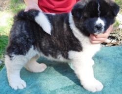 Male and female Akita puppies available