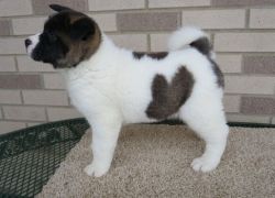 Active male and female Akita Puppies