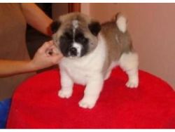 Cute Akita Puppies Available Now For Sale Puppies