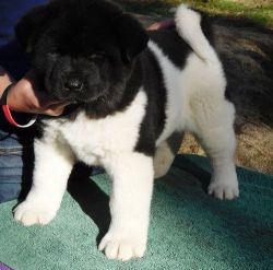 House trained Akita puppies for sale