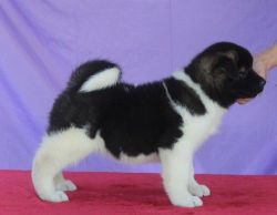 Top quality AKC Akita puppies available
