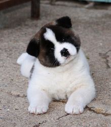 Well trained Akita Puppies